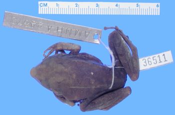 Media type: image; Herpetology A-36511